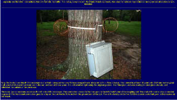 A Tree Antenna for the 600 Meter Band